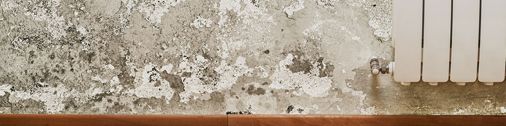 Mold Removal